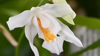 So bekommst Du die Engelsorchidee Coelogyne cristata zum Blühen - 09.01.2024