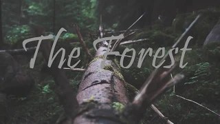 The Forest - A Cinematic Film