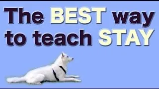 The BEST and FASTEST way to teach STAY - stay training, stay fun!