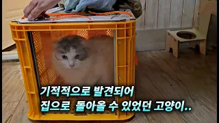 기적적으로 발견되어 집으로 돌아올 수 있었던 고양이.. (고양이탐정)