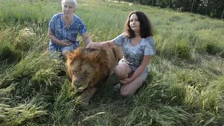 Фото с львом МАЛЫШОМ и львицами ЧОЛИТОЙ и КЛЕОПАТРОЙ !