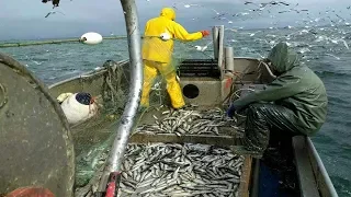 amazing big catch fish herring with Traditional  nets - catch hundreds of tons fish at sea #02