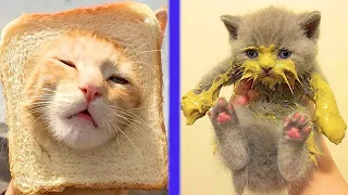 FUNNIEST AND CUTEST CATS TO MAKE YOU LAUGH 2021😹