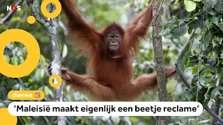 Land geeft orang-oetan als je palmolie van ze koopt