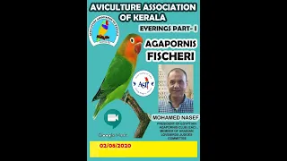 Agapornis Fischeri, How to identify Hybrids with Mohamed Nasef Part 4/8