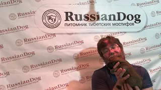 2 Выпуск о щенках тибетского мастифа 2018/19 год - питомник РашенДог (RussianDog) Казань