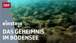 Mysteriöse Steinhügel im Bodensee – Erforschung archäologischen Strukturen | Einstein | SRF