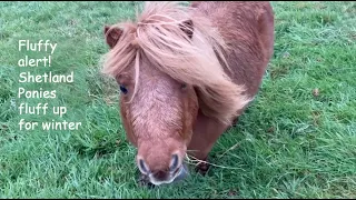 FLUFFY ALERT !  Shetland ponies fluff up for winter- TV EP 411