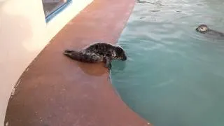 Baby grey seal blowing bubbles