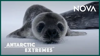 How Antarctica’s Cutest Baby Seals Grow Up I Antarctic Extremes