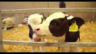 Calf Rearing - Routine Calf Management