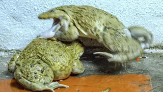 Giant Asian bullfrog eating a lot of worms! Live Feeding