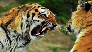 Top 5 Animal Fight - Duel between wild animals.