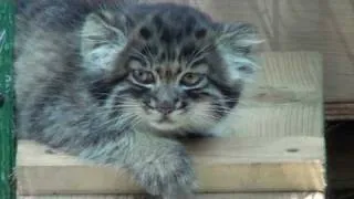 BCS - Pallas Cat Kittens 2010 - mischievous at 9 weeks old!