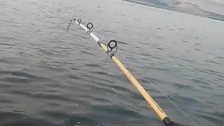 Columbia river sturgeon fishing!