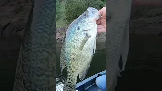 BIG SLAB CRAPPIE CAUGHT ON BRUSH! POST-SPAWN CRAPPIE FISHING! #short #shorts #YouTubeshorts