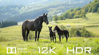 Most Beautiful Animals In Dolby Vision 12K HDR 120fps - Relaxing Piano Music