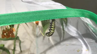 Monarch Caterpillar Forming Chrysalis (REAL TIME)