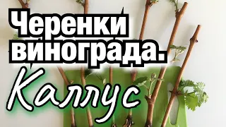 Проращивание черенков винограда. Образование каллуса. 0+