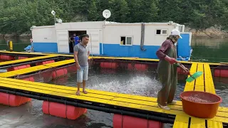 South￼  Korean  Fish ￼ Farm ￼ Working