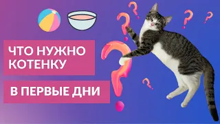 Котенок в доме первые дни. Частые ошибки. Покупки для котенка