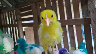 Catch Cute Chickens, Colorful Chickens, Rainbow Chicken, Rabbits, Cute Cats, Ducks, Animals Cute #22