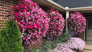 How to Grow Bigger Hanging Baskets