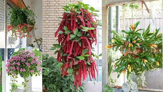 13 Amazing Indoor Flowering Plants for Hanging Baskets