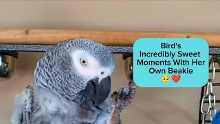 Bird's Incredibly Sweet Moments With Her Own Beakie🥺❤️ #animals #pets #birds #cute #funny #amazing