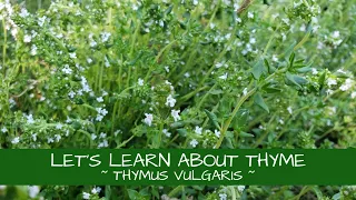 Let's Learn About Thyme ~ Thymus vulgaris