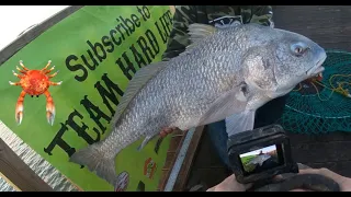 Fishing For Giant Black Drum With Team Hard Life