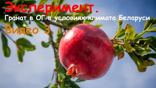Эксперимент. Гранат в ОГ в условиях климата Беларуси. Видео 3