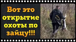 Охота на зайца с Русской гончей. Вот это я понимаю открытие.