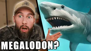 Wo ist der MEGALODON? - Meinung vom Meeresbiologen | Robert Marc Lehmann