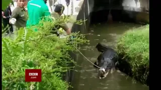 Woman mauled to death by pet crocodile (Indonesia) - BBC News - 17th January 2019