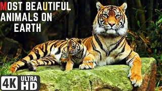 most beautiful animal in the world| 4k hdr video | colorful | beautiful nature