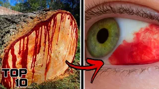 Top 10 Terrifying Trees You Should NEVER Touch - Part 2