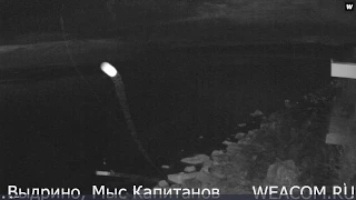 Онлайн камера на берегу Байкала Выдрино, мыс Капитанов   WEACOM RU  11 06 2019 22 35
