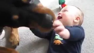 Rottweiler causing a baby laugh attack