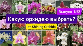 Гибриды орхидей от Shining Orchids азиатского поставщика, Тайвань. Какой гибрид фаленопсиса выбрать?