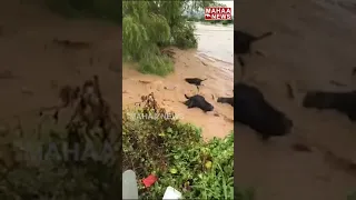 Group Of Cows Washed Away In Flood Water In  | #shorts | Mahaa News