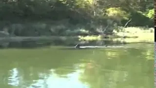 Great White Shark in Massachusetts salt pond 2