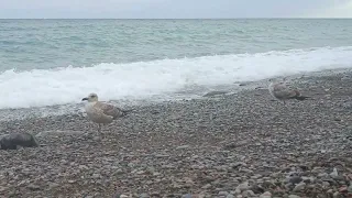 Нашествте чаек в Гурзуфе... Берегитесь😀