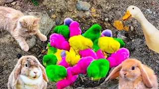 Catch Cute Chickens, Colorful Chickens, Rainbow Chickens, Ducks, Cute Cats, Rabbits, Cute Animals#11