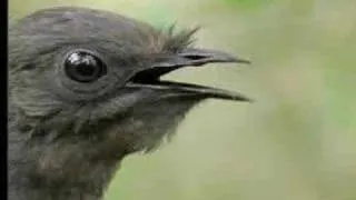 Amazing! Bird Sounds From The Lyre Bird - David Attenborough  - BBC Wildlife