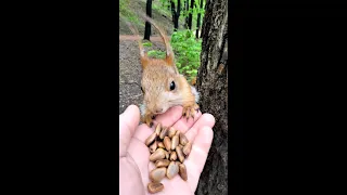 Пока кормлю белку, другая лезет мне в карман / While I was distracted, a squirrel got into my pocket