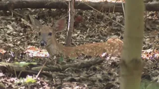 Pitt class recommends decisive action to cull city's deer population