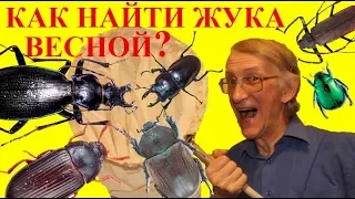 Какие Жуки Весной на Асфальте в Городе? Кого Знаете?