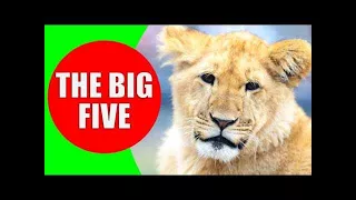 AFRICA WILD (HD) Documentary Animals - Lions,Leopards and More!