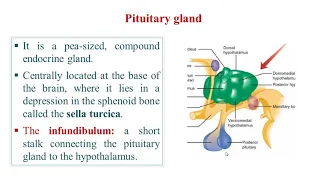 1  Histology of pituitary gland: pars distalis